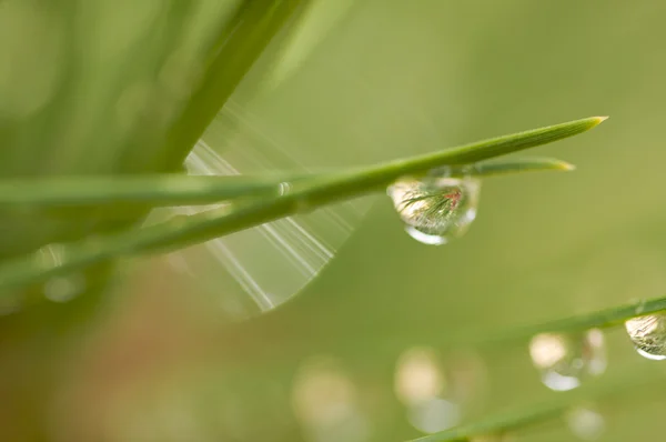 Imagen macro de gotas de agua en agujas de pino — Foto de Stock