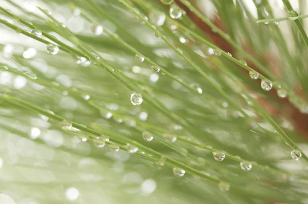 Макро-изображение капель воды на сосновых иглах — стоковое фото