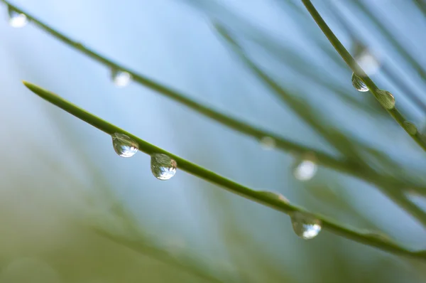 Imagem macro de gotas de água em agulhas de pinheiro — Fotografia de Stock
