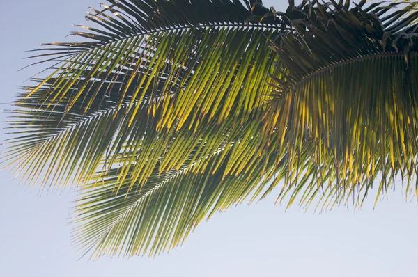 Podsvícený palm ponechává na letní den — Stock fotografie