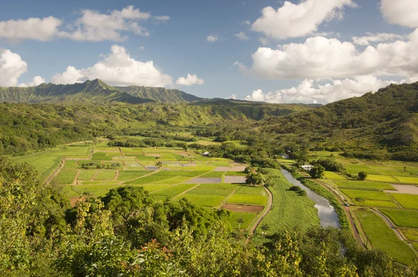 Hanalei vallei en taro velden op kauai — Stockfoto