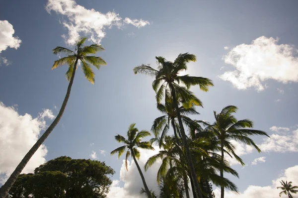 Palmy proti modré obloze a mraky — Stock fotografie