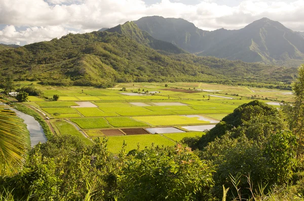 Hanalei Valley and Taro Fields on Kauai — Stock Photo, Image