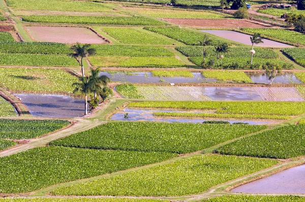 Vale de Hanalei e Campos de Taro em Kauai — Fotografia de Stock