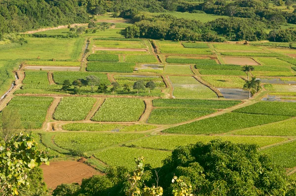Hanalei Valley y Taro Fields en Kauai, Hawaii —  Fotos de Stock