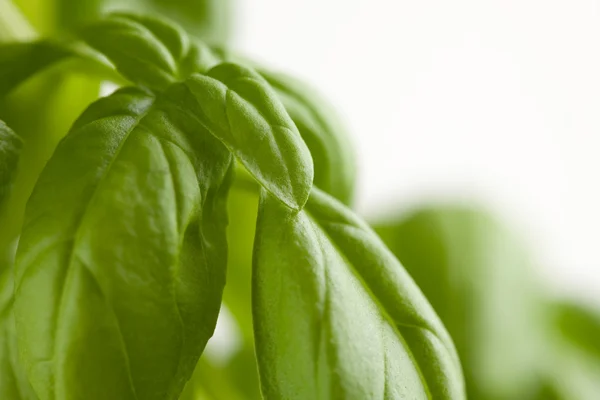 Fresh Basil Plant Leaves and Sprout — Stock Photo, Image