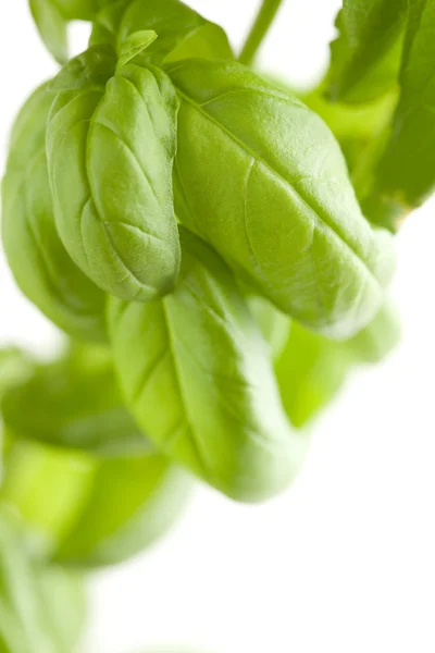 Fresh Basil Plant Leaves Abstract — Stock Photo, Image