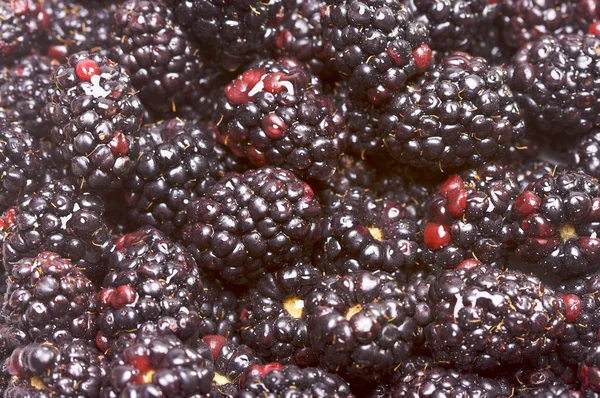 宏黑莓与水滴 — 图库照片
