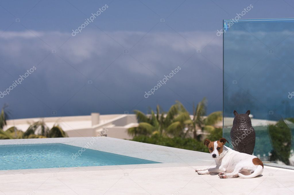 Jack Russell Watches Oncoming Storm from Poolside