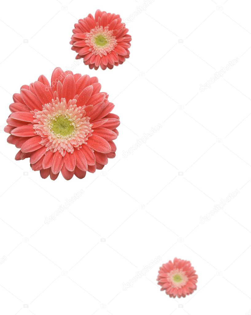 Falling Daisies Isolated on White