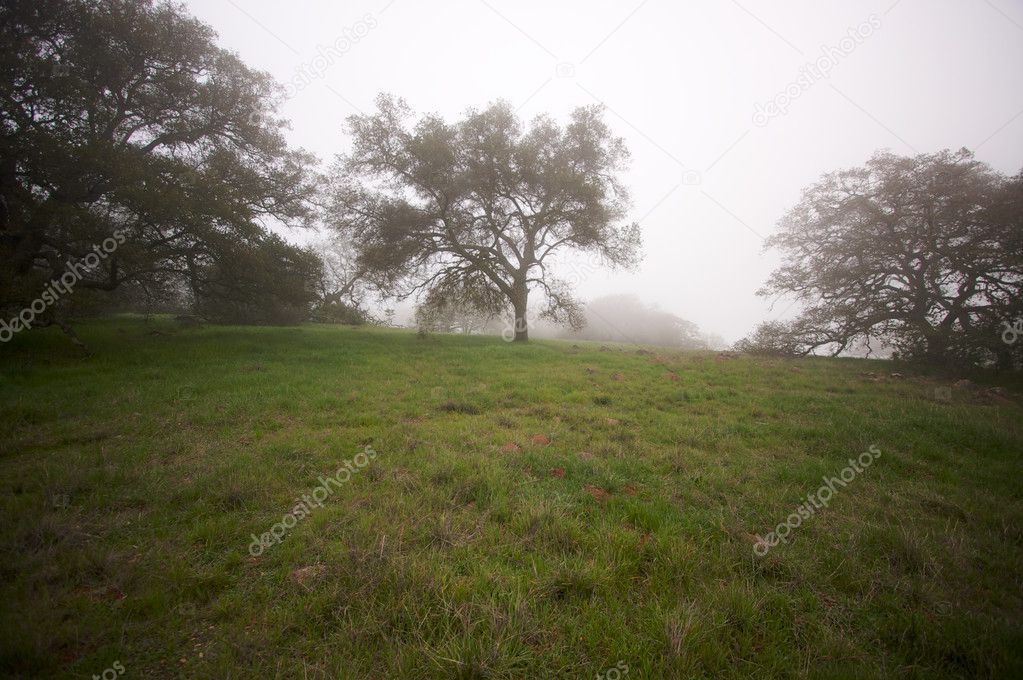 Foggy Countryside and Oak Trees