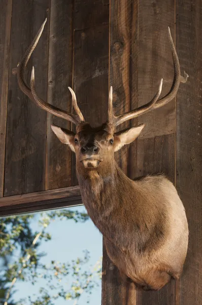 Testa di cervo montata sulla parete della cabina — Foto Stock