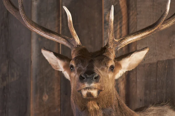 Mounted Stag Head on Cabin Wall — Stock Photo, Image