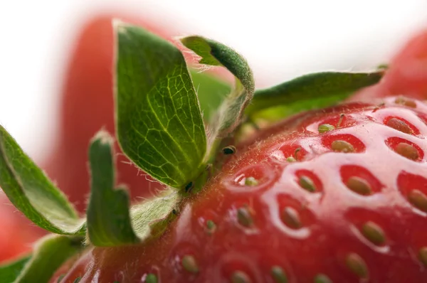 Close-up fraises — Photo