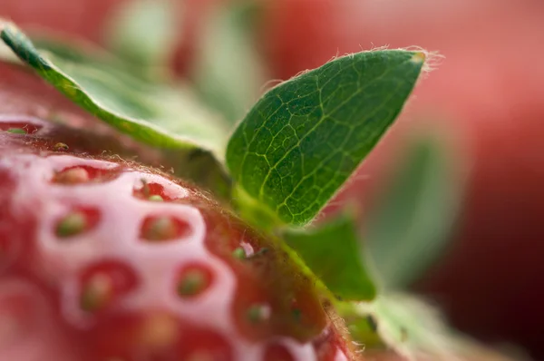 特写草莓 — 图库照片