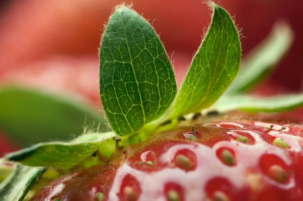 Närbild jordgubbar — Stockfoto