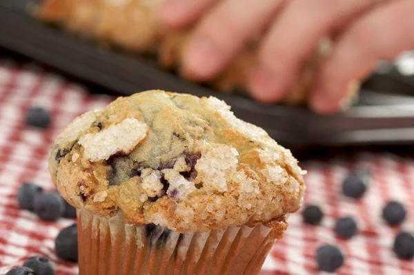 Muffins aux bleuets frais — Photo