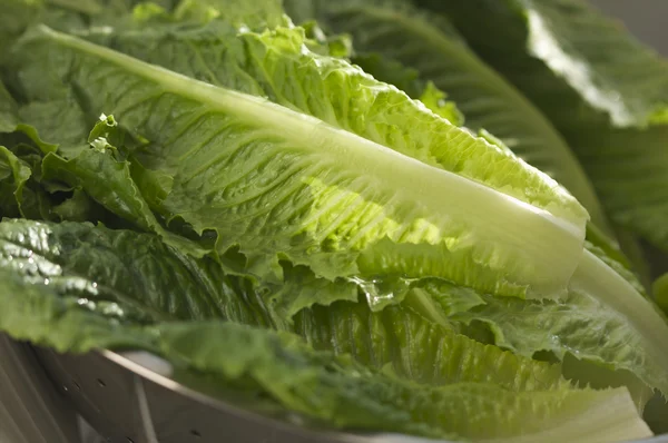 Salată verde proaspătă Romain Abstract — Fotografie, imagine de stoc