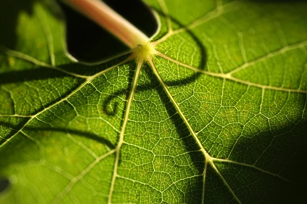 Beautiful Grape Leaf Macro — Stock Photo, Image