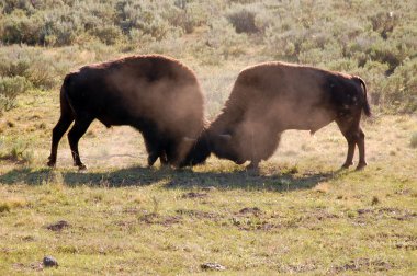 mücadele buffalos