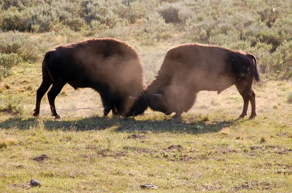 stock image Buffalos fighting