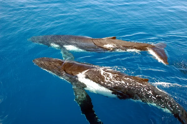 Duas baleias jubarte — Fotografia de Stock