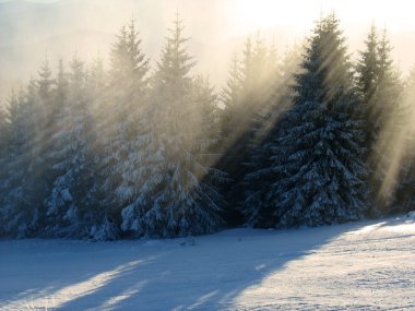 Sunlight rays in winter forest clipart