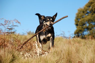 Dog retrieving a stick in bush clipart