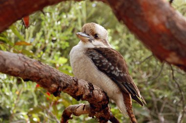 Kookaburra clipart