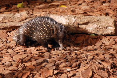 Echidna clipart