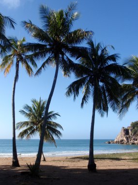 Palm trees on a beach clipart