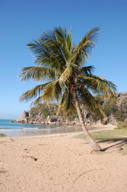 Palm tree on a beach clipart