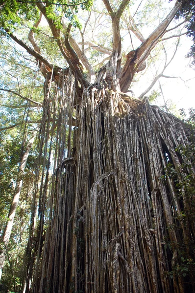 stock image Curtain tree in Australia