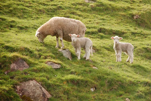 stock image Three sheep