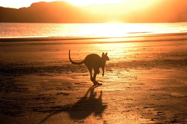 Kumsalda güneş doğarken atlama kanguru — Stok fotoğraf