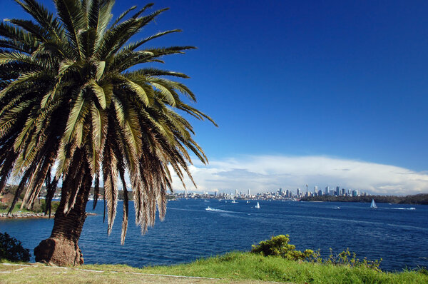 Sydney beachfront with palm tree