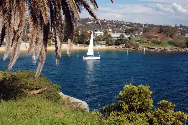 Sydney beachfront with palm tree — Stock Photo, Image