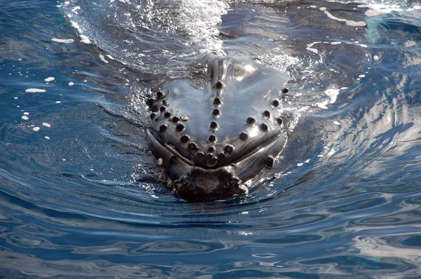 Humpback whale — Stock Photo, Image