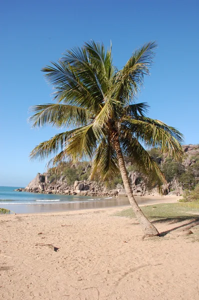 棕榈树的沙滩上 — 图库照片
