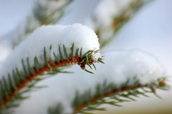 Green branch in snow winter — Stock Photo, Image