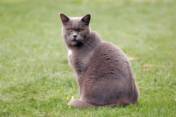 Šedá kočka na trávníku — Stock fotografie