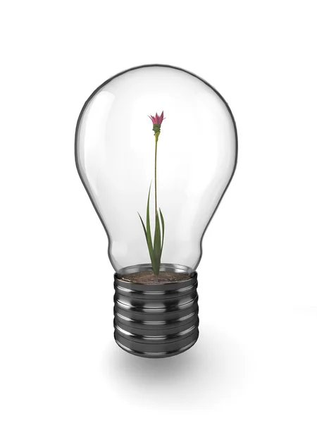 Flor de lâmpada — Fotografia de Stock