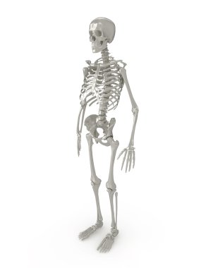 3d skeleton clipart