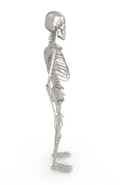 Skeleton side view clipart