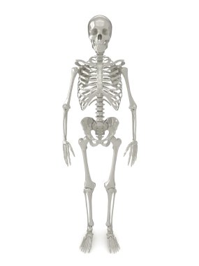Skeleton front view clipart