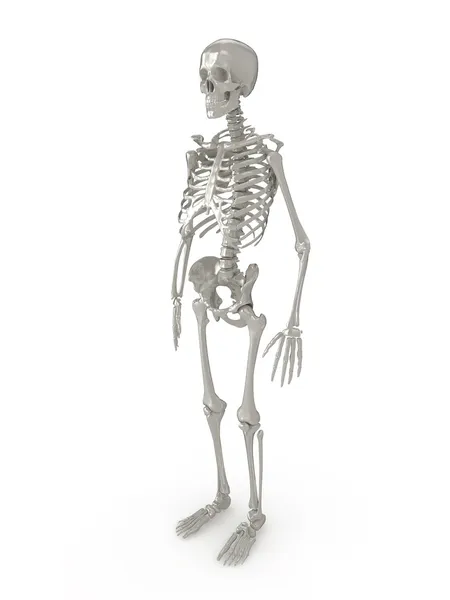 Esqueleto 3D —  Fotos de Stock