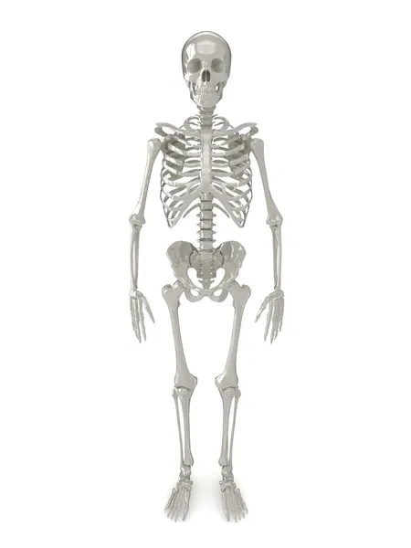 Вид спереди на скелет — стоковое фото