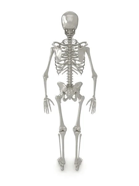 Απεικόνιση σκελετού — Φωτογραφία Αρχείου
