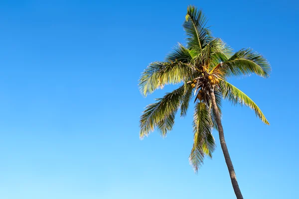Изолированная пальма над голубым небом — стоковое фото