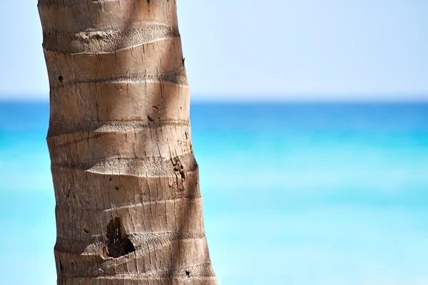 Pálma törzse pedig egy gyönyörű strand — Stock Fotó